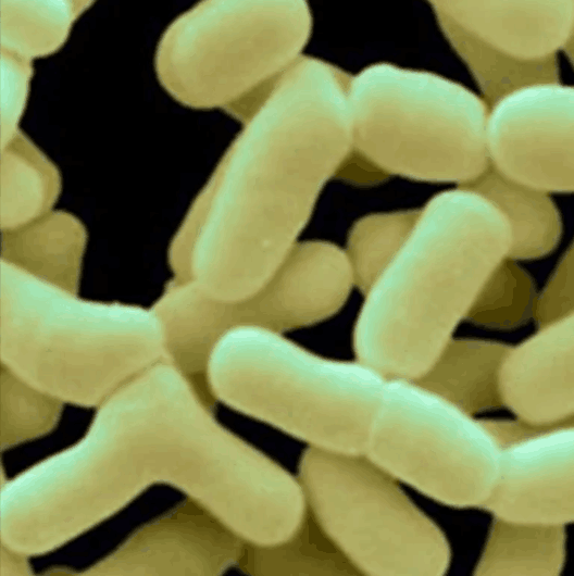 Dentpure Bifidobacterium Bifidum