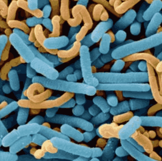 Dentpure Lactobacillus Paracasei