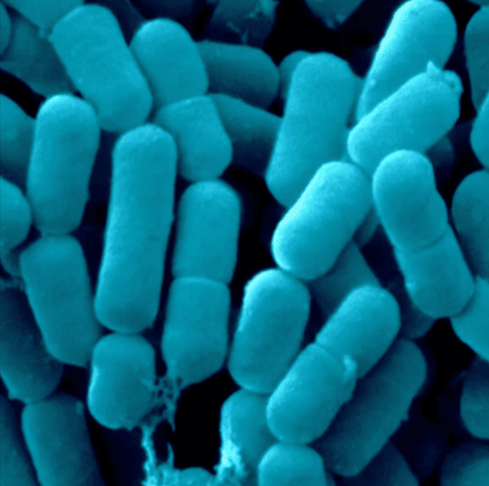 Dentpure Lactobacillus Reuteri