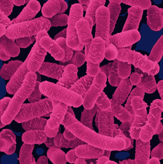 Dentpure Lactobacillus Salivarius