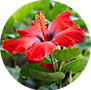 hibiscus